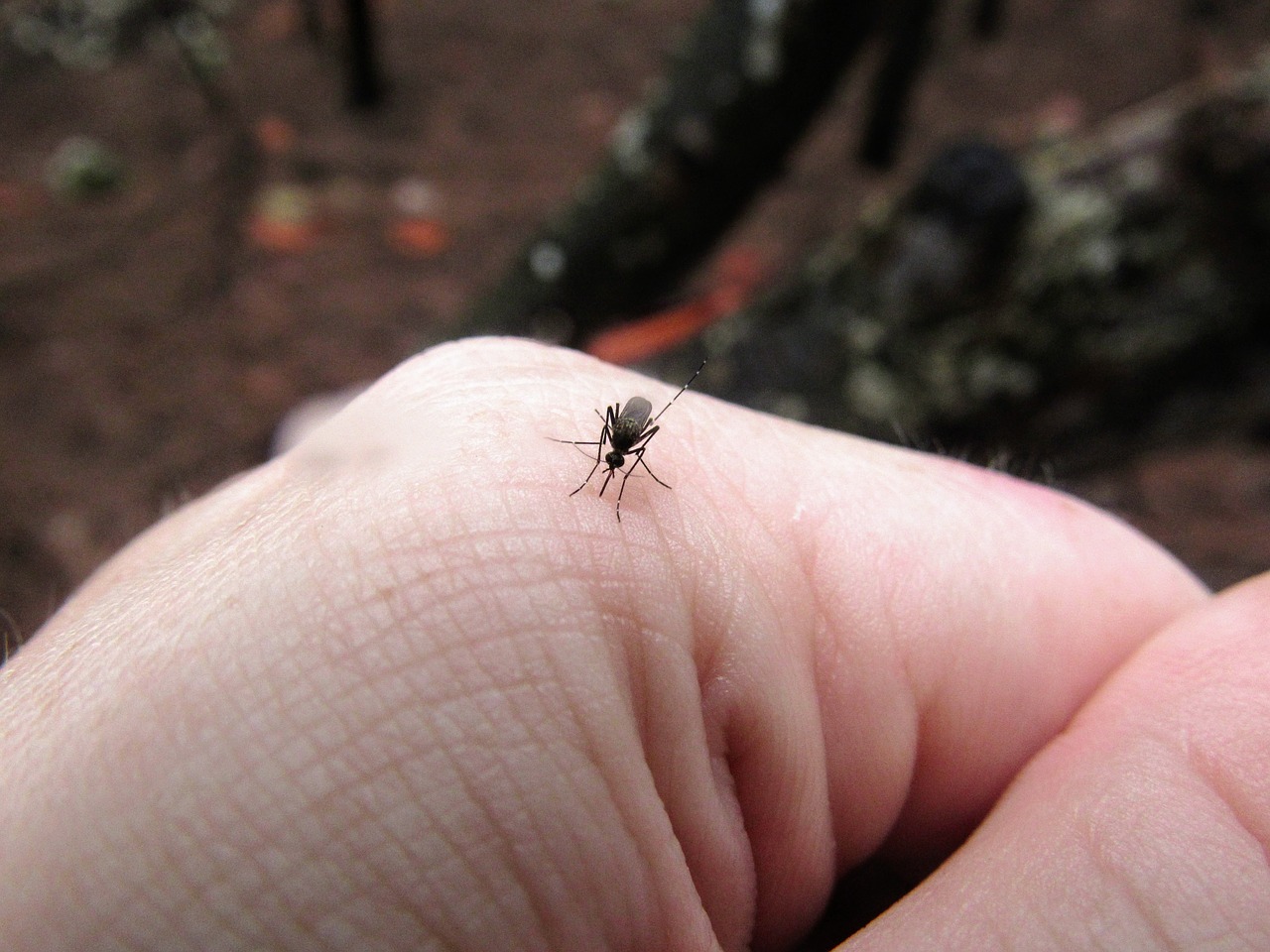 Picture of person with a mosquito on their hand.